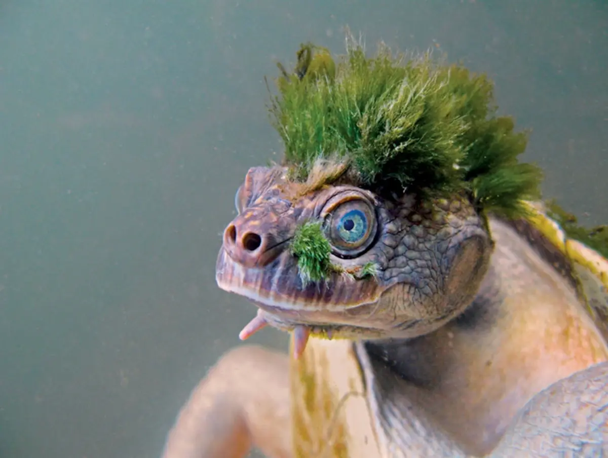 Algae Mohawk: A Unique Hairstyle
