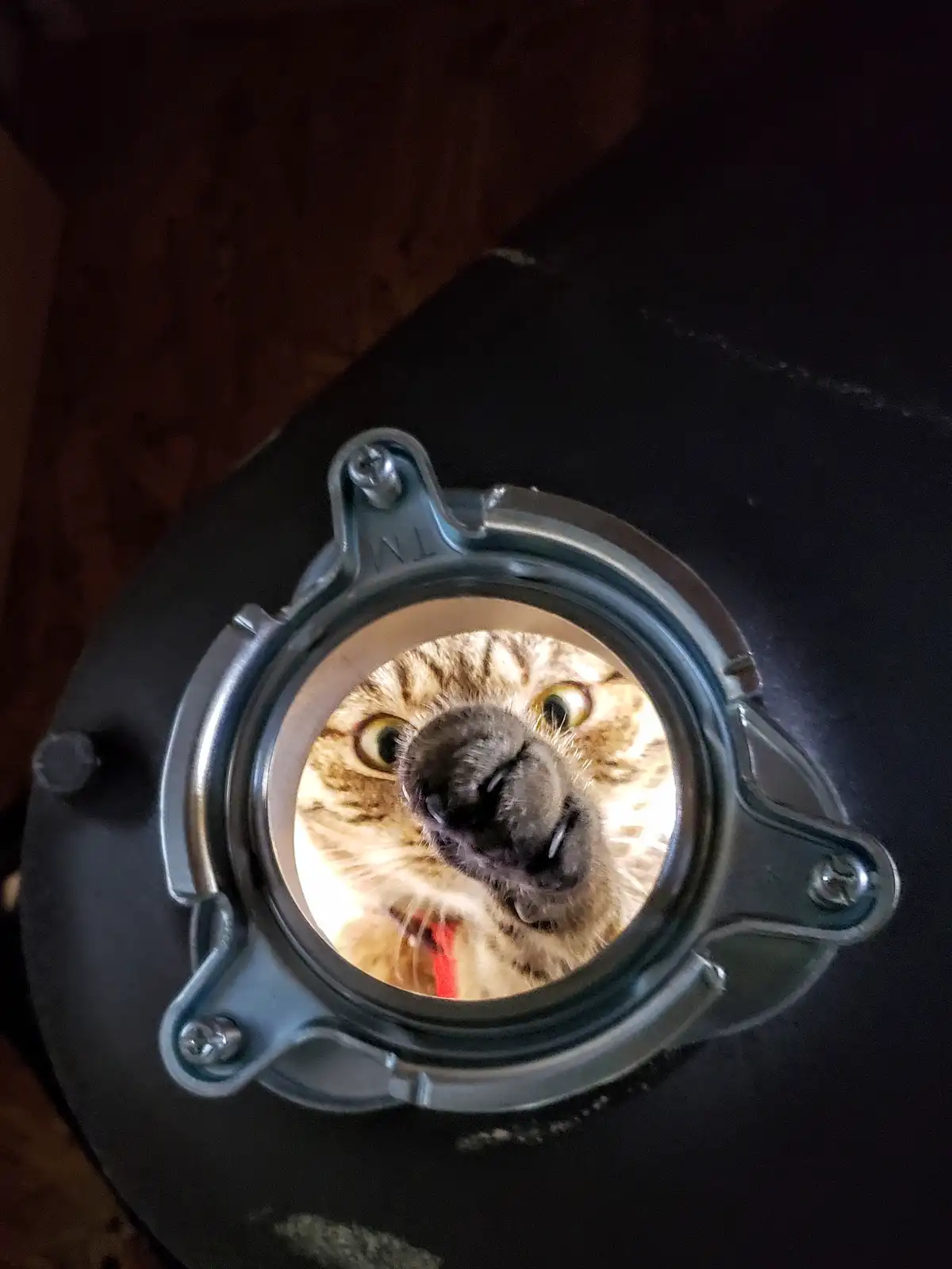 A close-up shot shows a tabby cat's face peering directly through a circular, metallic porthole-like opening on a dark…