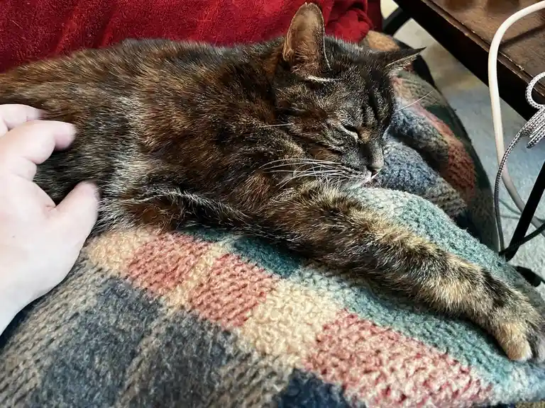 Adorable Kitty Tax: A Random Dose of Cuteness