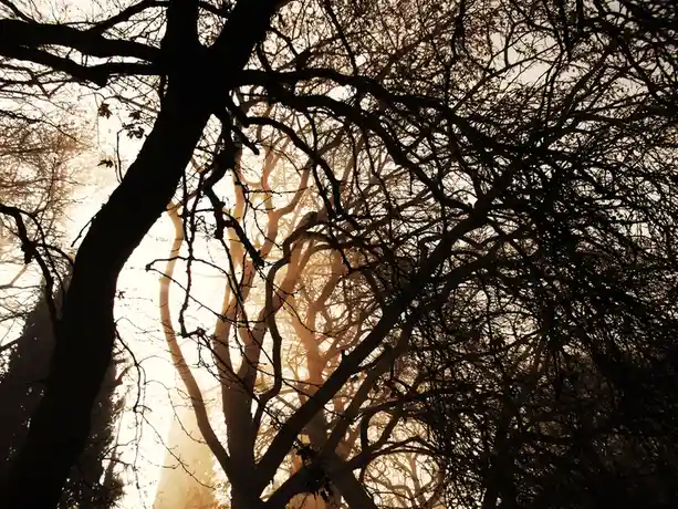 A low-angle shot shows the dark, intricate silhouettes of bare tree branches against a bright, hazy, golden background…