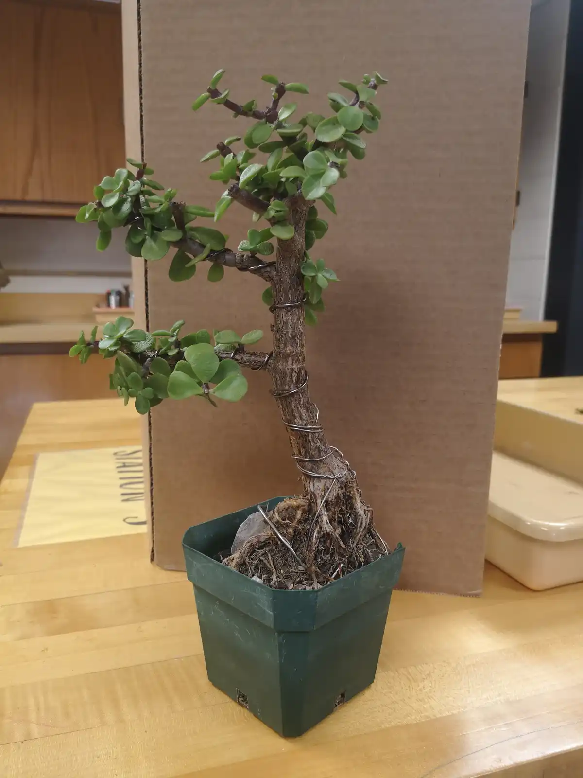 A small jade plant in a green plastic pot sits on a wooden table, its trunk wrapped with wire to shape it like a bonsai…