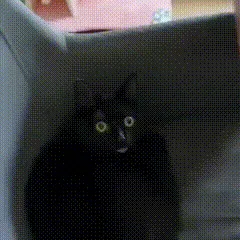 A six-panel image sequence shows a black cat progressively getting closer to the camera, starting from a full-body shot and…