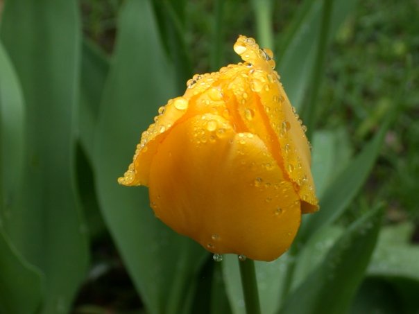 A close-up photo of a yellow tulip bud covered in water droplets, set against a blurred green background of leaves. The…