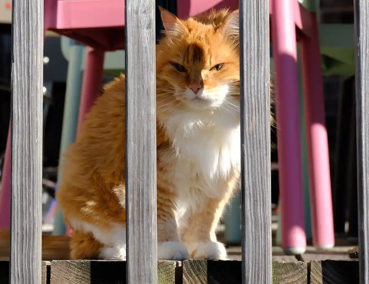 A fluffy orange and white cat sits behind weathered wooden slats, looking directly at the camera with a stern, unimpressed…