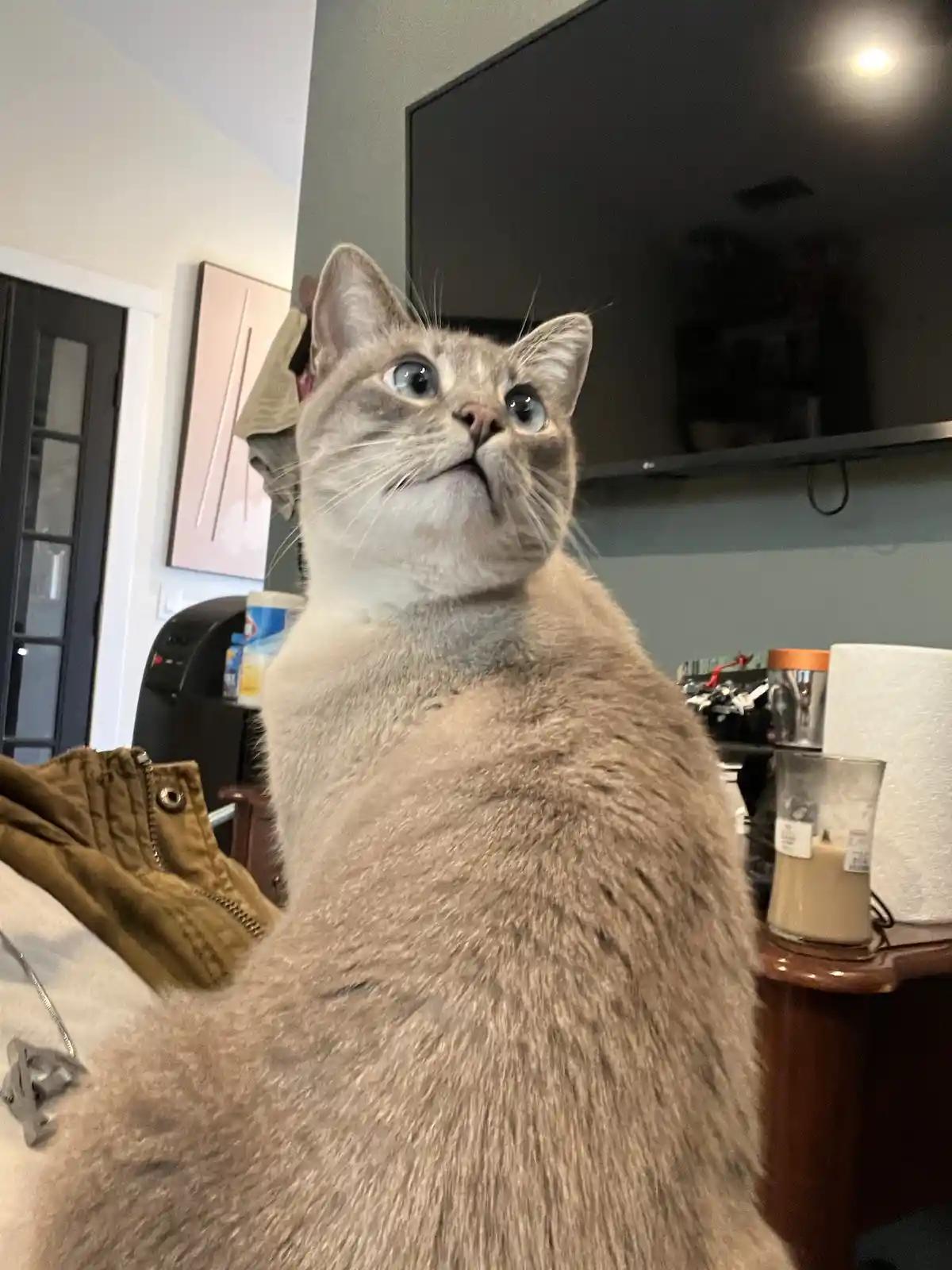 A light gray cat with large blue eyes is looking upward with an expression that resembles a human face, as if it's pondering…