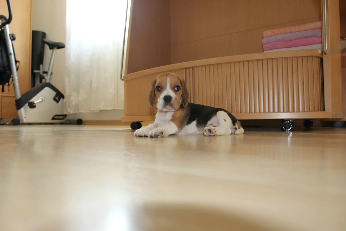 A small beagle puppy with brown, black, and white fur lies on a light wooden floor, looking directly at the camera with its…