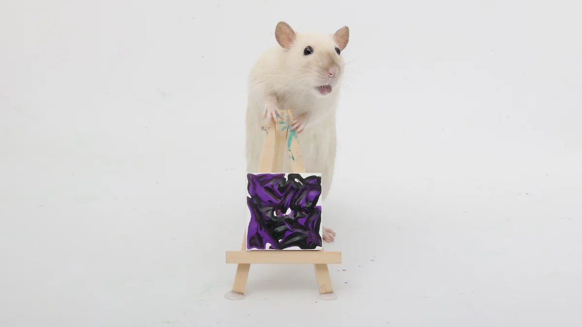 A light-colored rat stands upright behind a miniature wooden easel, its paws gripping the top. In front of it is a small…