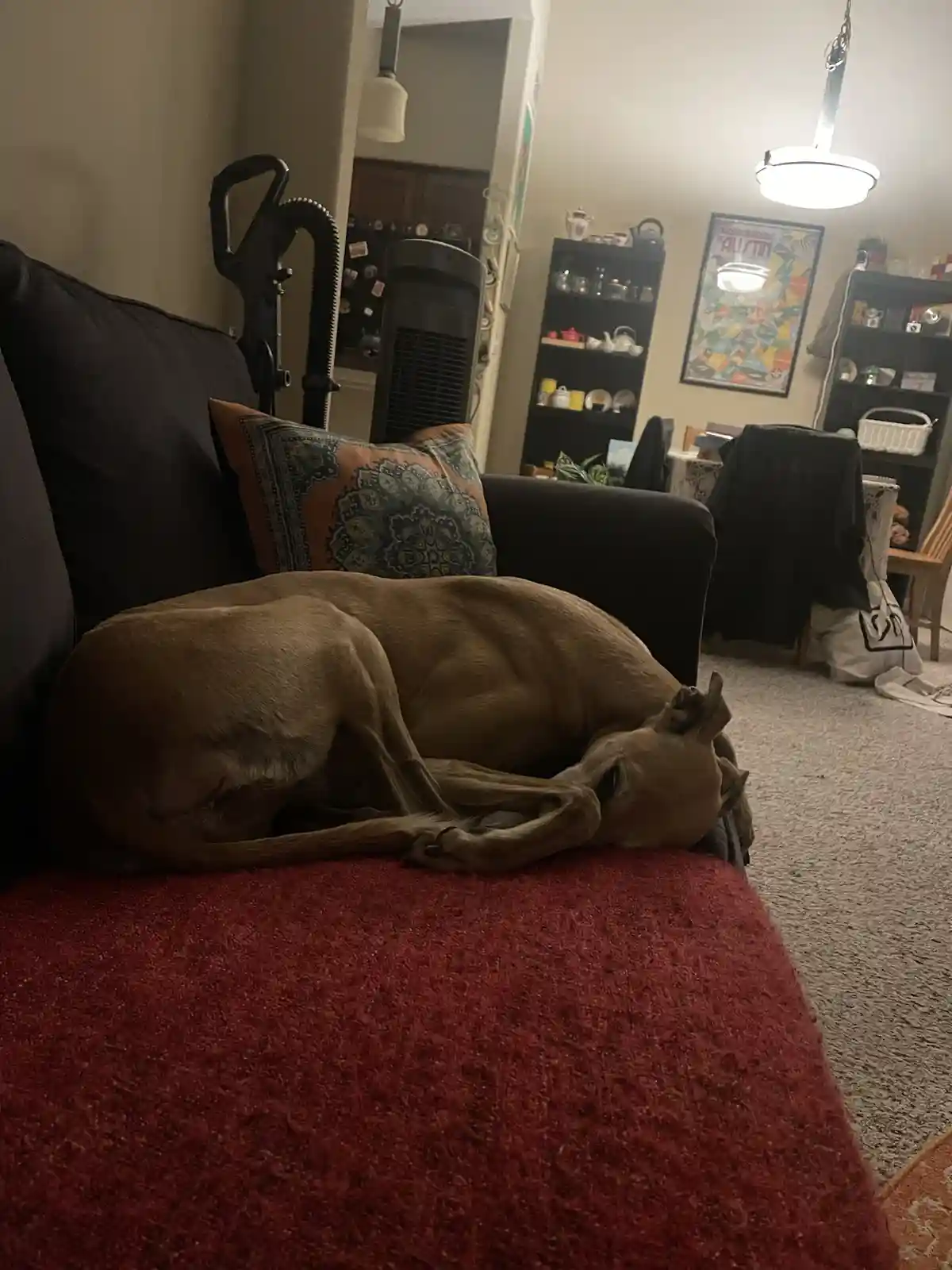 A tan dog is curled up and sleeping soundly on a red blanket draped over a dark couch in a cozy living room. The background…
