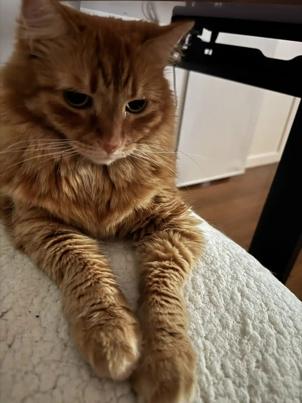 A close-up photo of a fluffy orange tabby cat sitting on a white textured surface, looking directly at the camera with a…