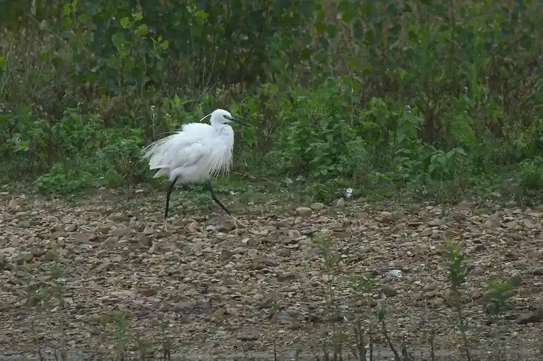 A white bird, likely a snowy egret, stands on a gravelly ground with green foliage in the background. Its feathers appear…