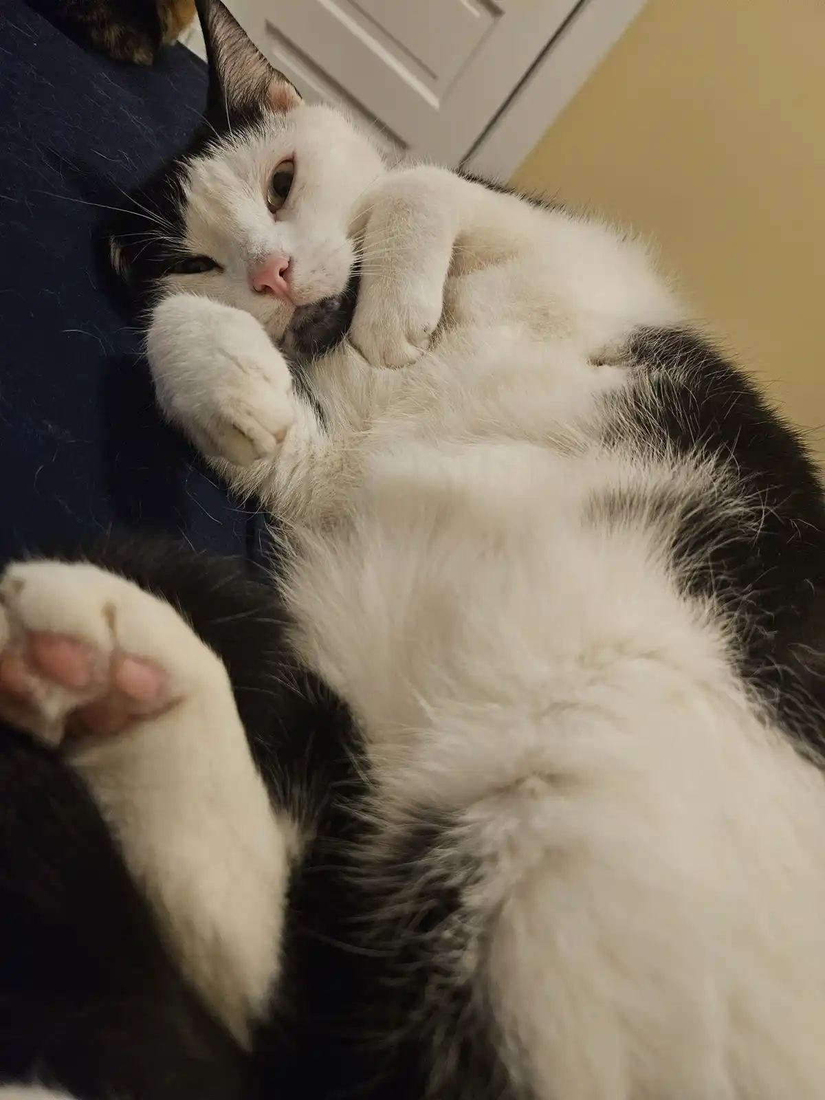 A black and white cat lies on its back on a dark blue surface, paws up, looking relaxed with one eye half-closed. The…