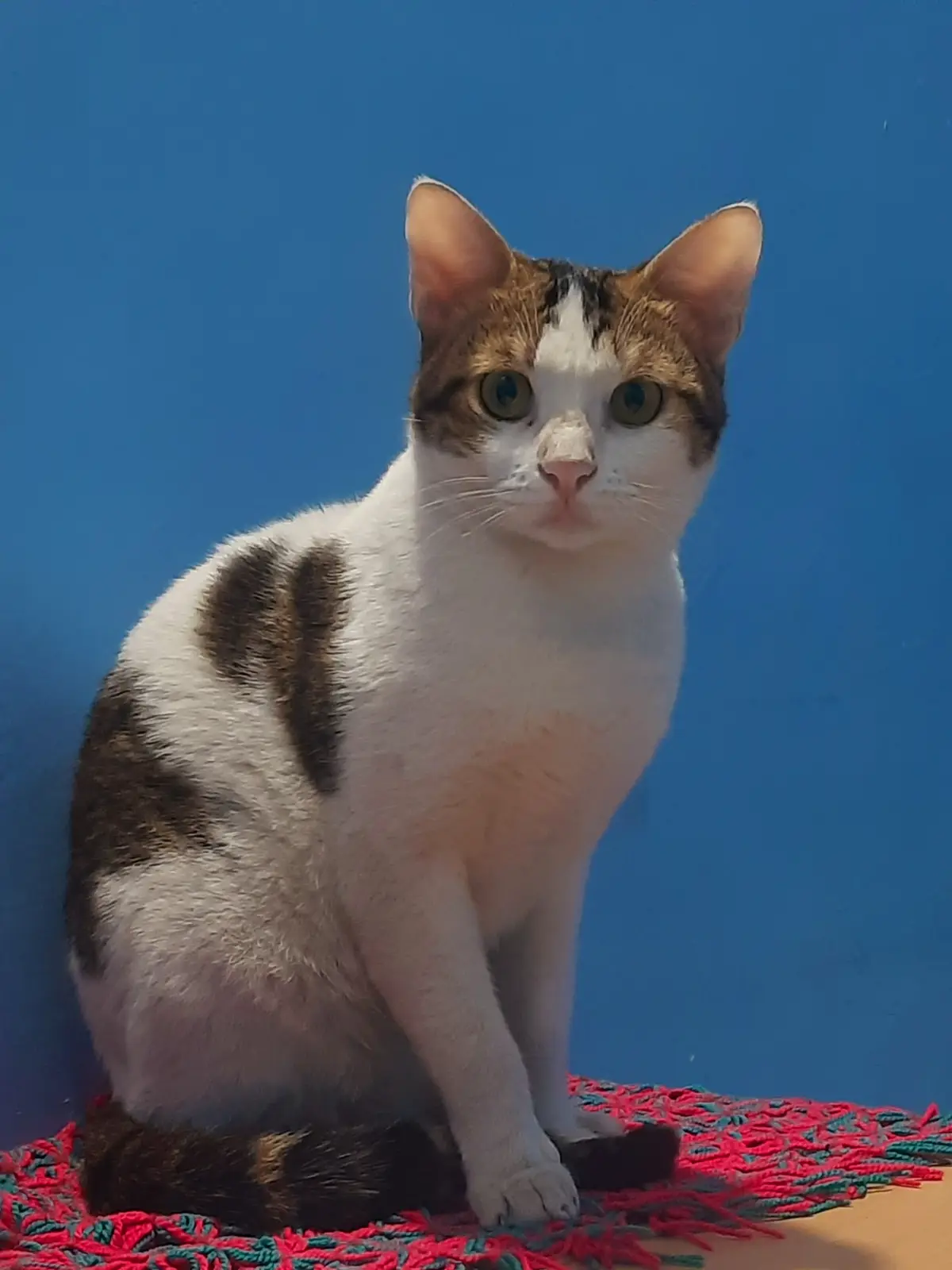 A white and brown tabby cat sits upright on a red and teal fringed rug against a solid blue background, looking directly at…