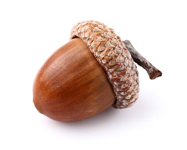 A single acorn with a textured cap and stem rests on a plain white background. Overlaid text reads 'i'm not a nut, i'm a…