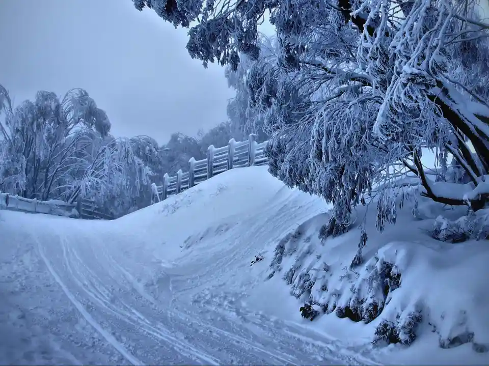 A snowy landscape with a road covered in tire tracks, snow-covered trees and bushes, and a wooden fence in the background…