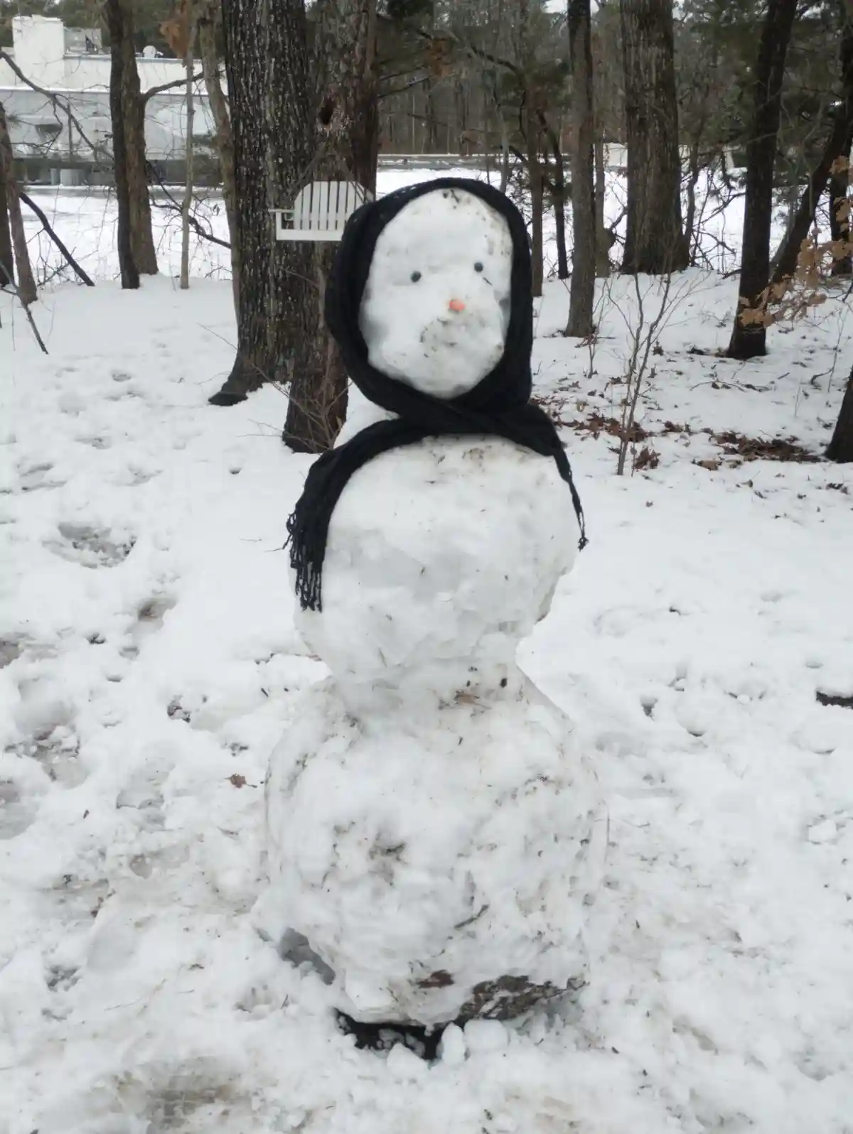 A snowman with a black scarf wrapped around its head and neck stands in a snowy wooded area. The snowman has a carrot nose…