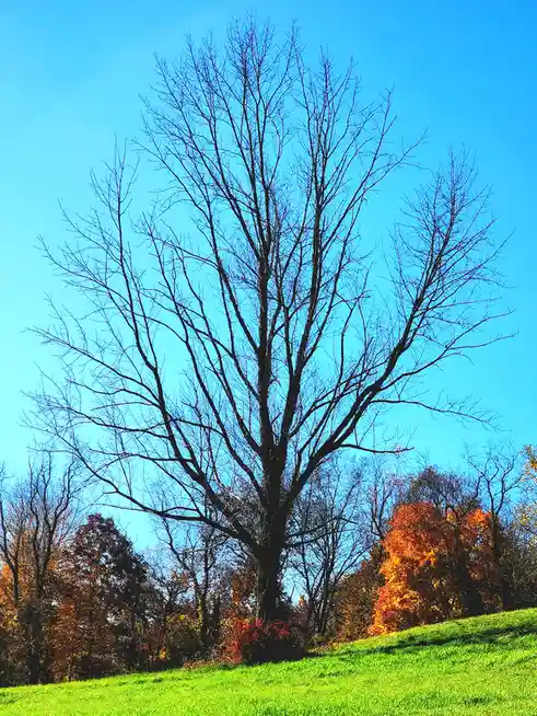 A large, leafless tree stands prominently against a bright blue sky, its bare branches starkly silhouetted. Surrounding it…