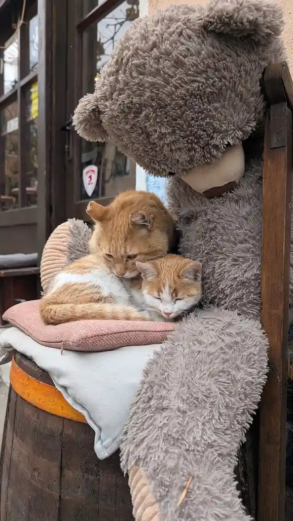 Two orange and white cats are curled up asleep in the arms of a large, fluffy grey teddy bear statue, which is seated on a…
