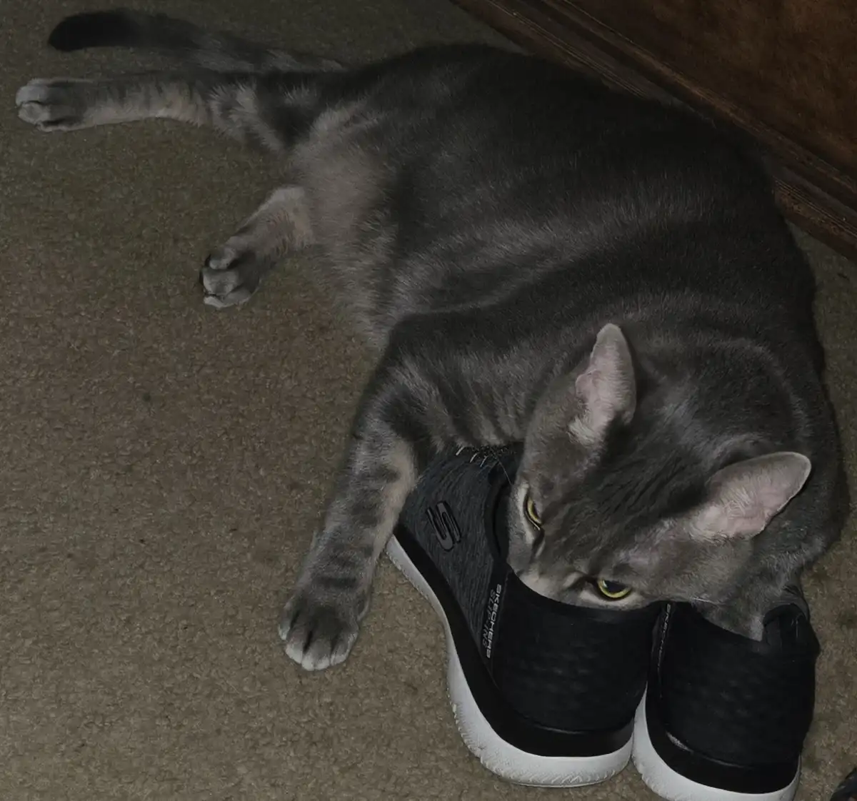 A gray tabby cat is lying on a carpeted floor with its head and front paws inside a pair of black and white Skechers shoes…