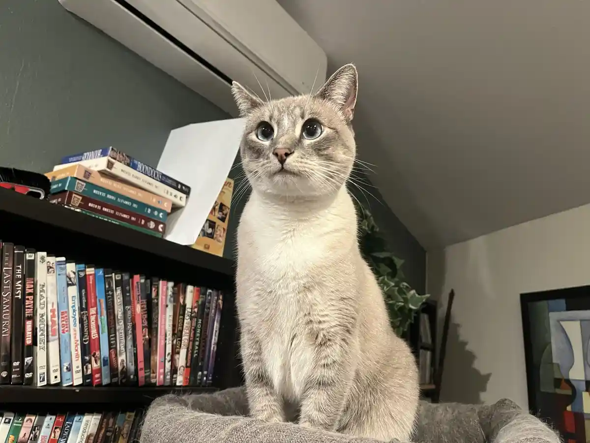A light gray cat with striking blue eyes sits upright on a gray cushion, looking directly at the camera with a serious…