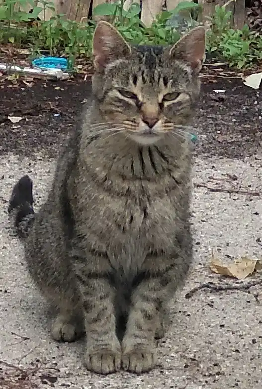 Feral cat with its adorable babies in tow.
