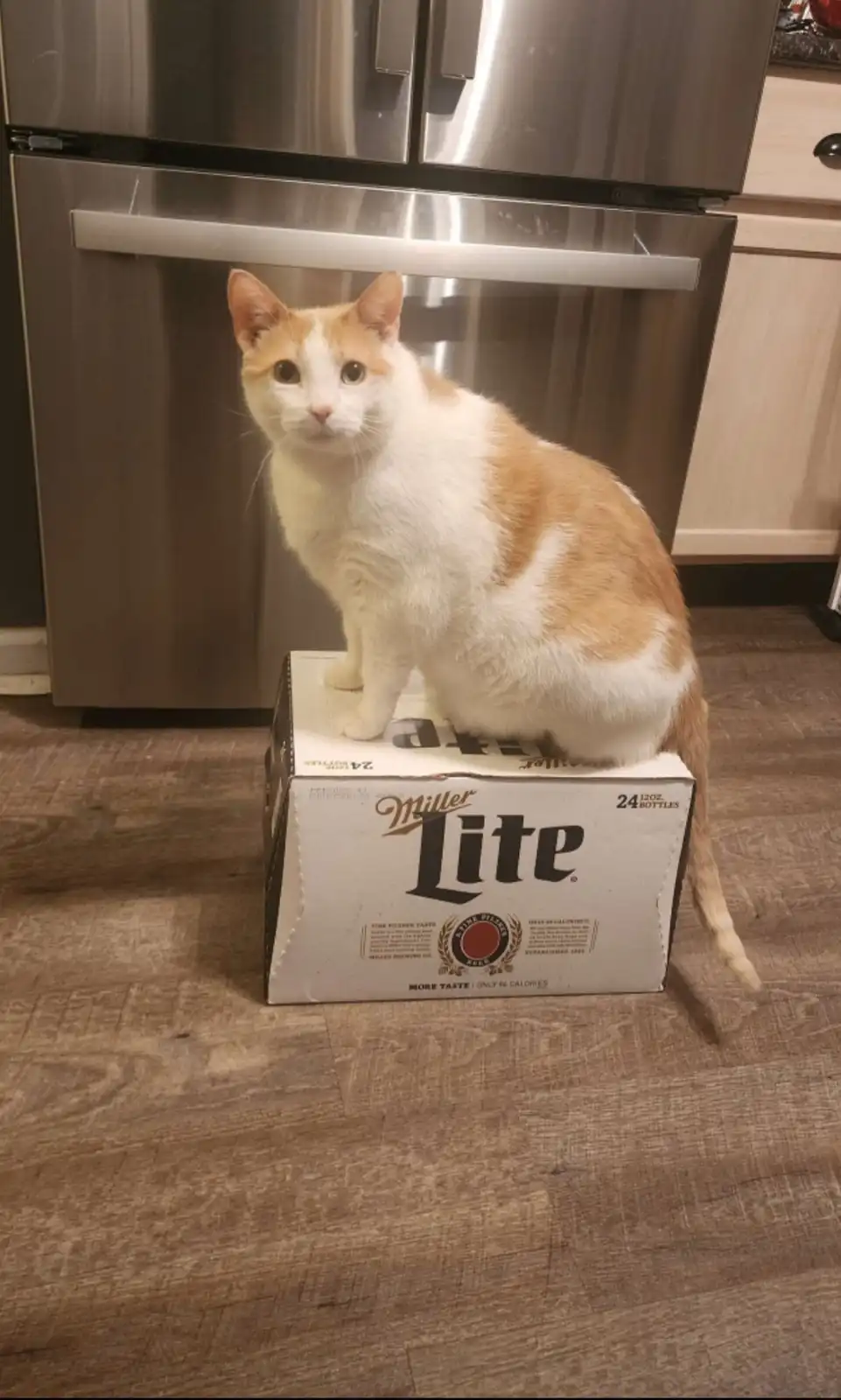 A white and orange cat sits upright on a Miller Lite beer case in a kitchen, looking directly at the camera with a serious…