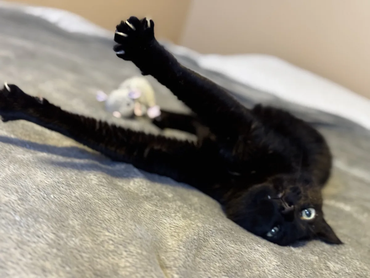A black cat lies on its back on a gray blanket, one paw raised in the air, looking up with wide eyes. A small, blurry…