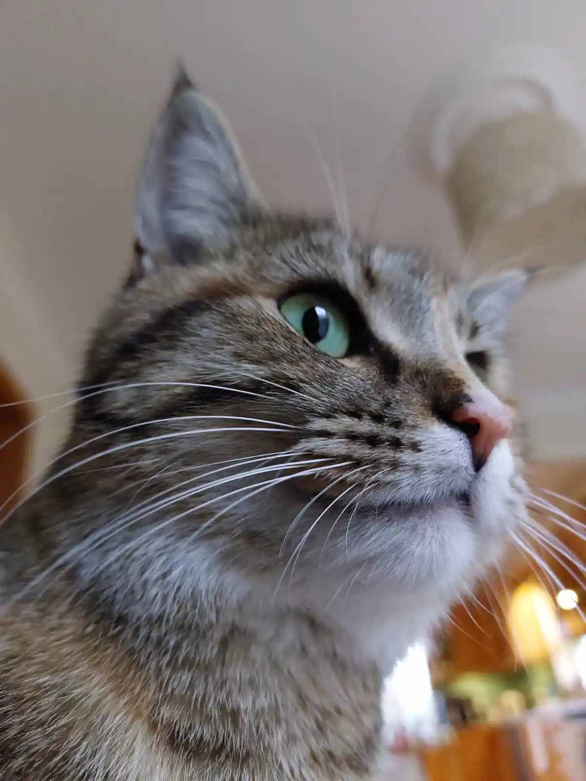 Meet Mitzi, the Cat with Enchanting Green Eyes