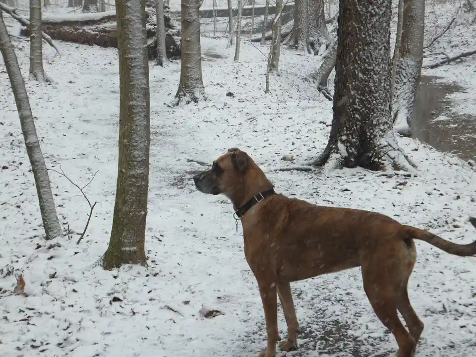 A brown dog with a black collar stands in a snowy forest, looking off to the side. Snow covers the ground and tree trunks…