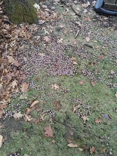 A grassy yard covered in a massive pile of acorns and scattered brown oak leaves, with a tree trunk visible on the left. The…