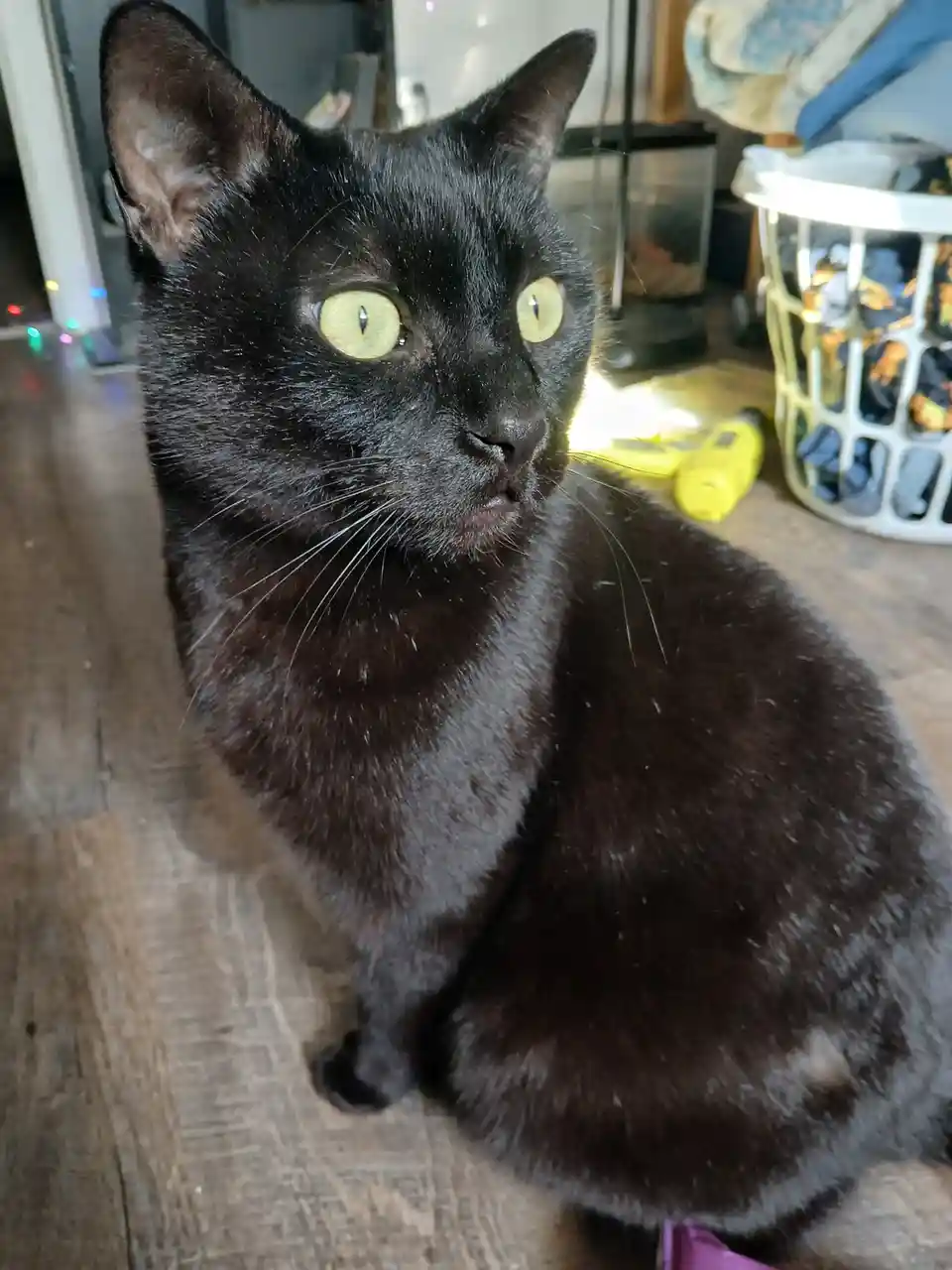 A close-up photo of a black cat with large, bright yellow-green eyes sitting on a wooden floor, looking directly at the…