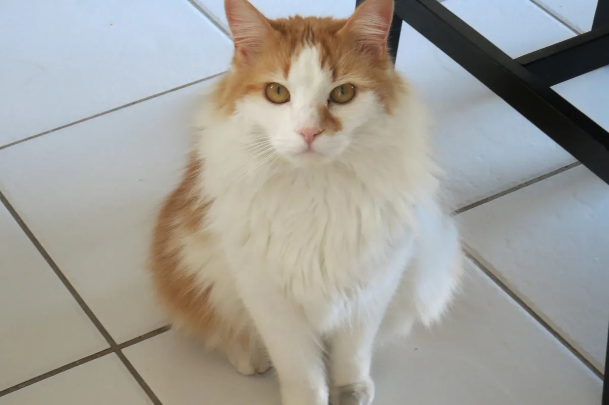 Meet Flynn, the star of the show