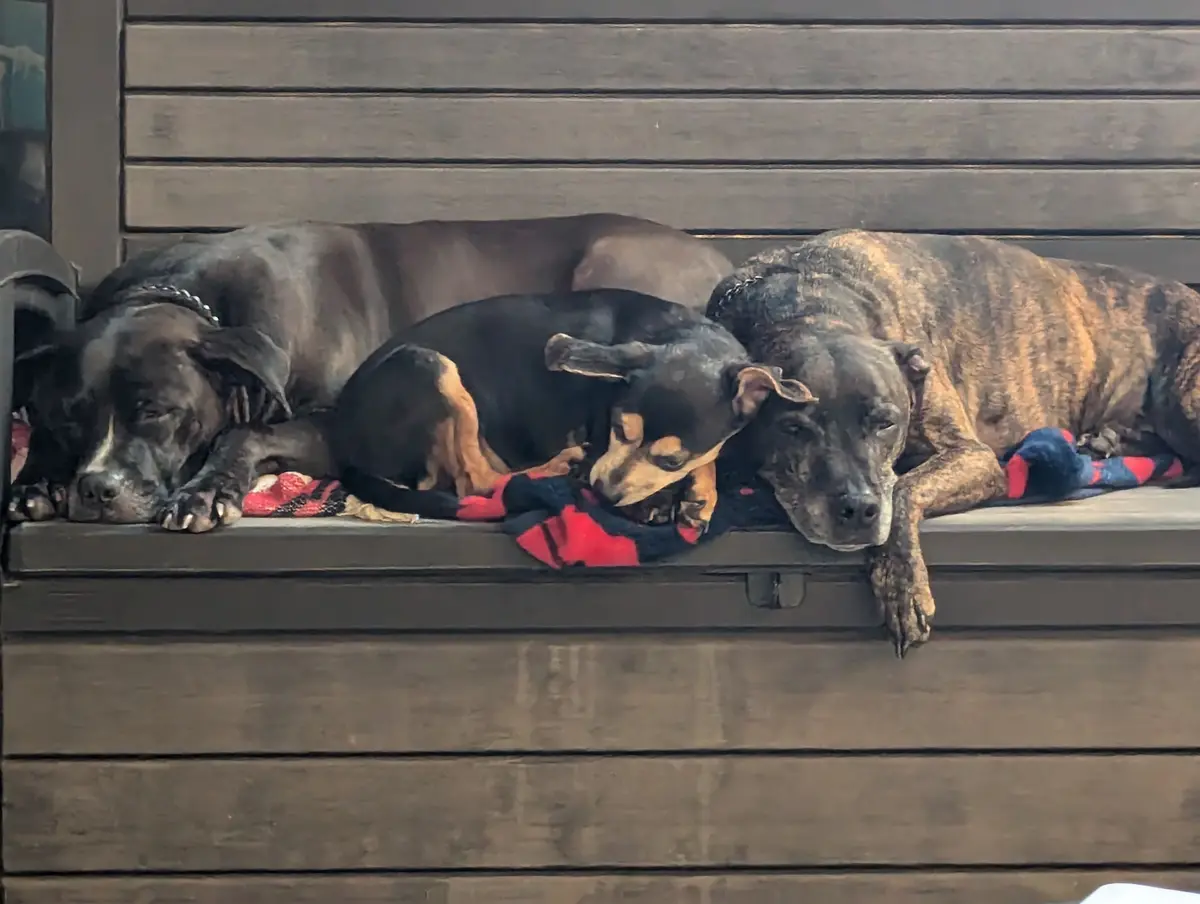 Three dogs are sleeping side-by-side on a dark wooden bench, with a red and black blanket partially under them. The dog on…