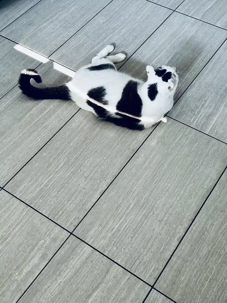 A black and white cat lies on its back on a gray tiled floor, appearing relaxed and unbothered. The cat's body is stretched…