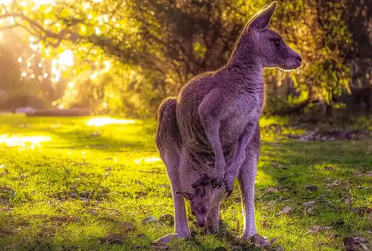 A mother kangaroo stands in a sunlit grassy field with trees in the background, her joey peeking out from her pouch. The…
