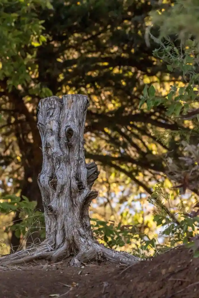 A weathered, gnarled tree stump stands in a forest with green foliage and dappled sunlight in the background. The image has…