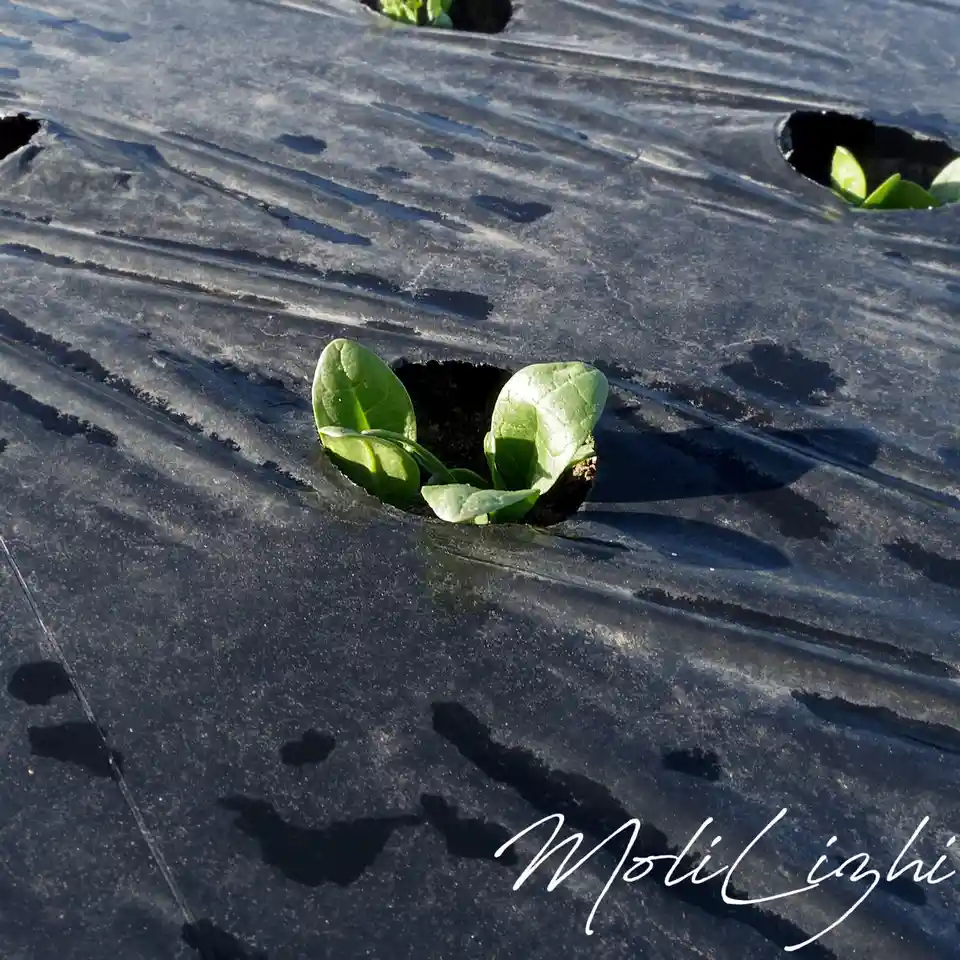 A close-up photo shows a small green plant sprout pushing through a hole in black plastic agricultural mulch, with other…