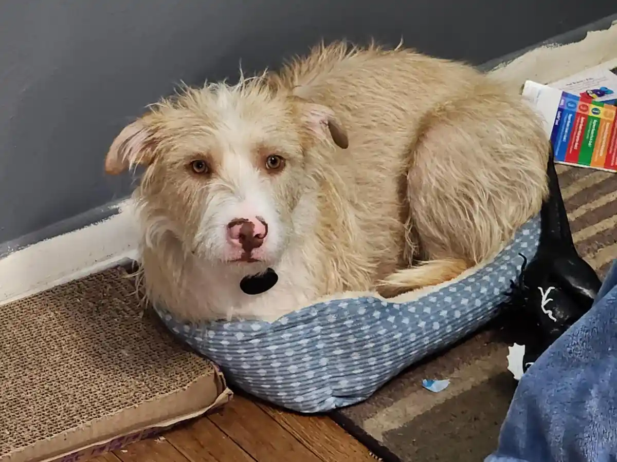 A shaggy, light-brown dog with a pink nose sits in a blue polka-dotted dog bed, looking directly at the camera with a…