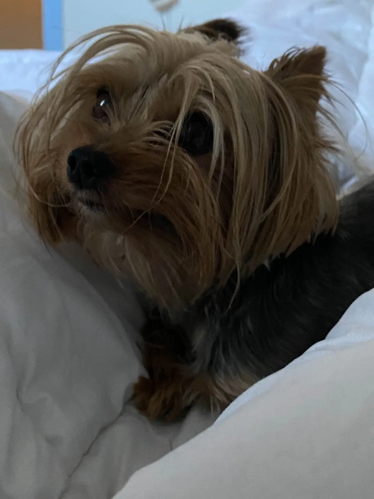 A small, fluffy Yorkshire Terrier with tan and black fur is lying on white bedding, looking up with a slightly dazed or…