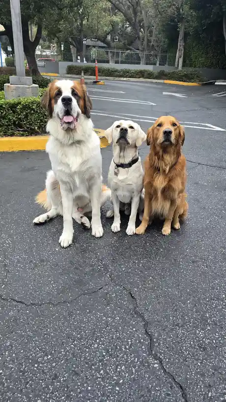 Three dogs—a Saint Bernard, a yellow Labrador Retriever, and a Golden Retriever—sit side-by-side on asphalt in a parking…