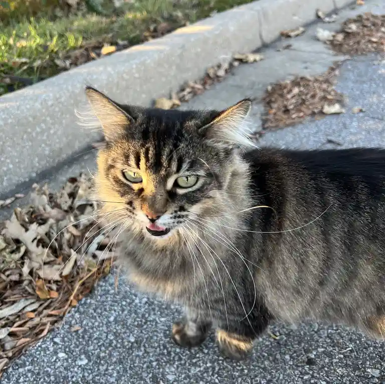 A fluffy tabby cat with green eyes stands on a concrete sidewalk next to a curb and dry leaves, looking directly at the…