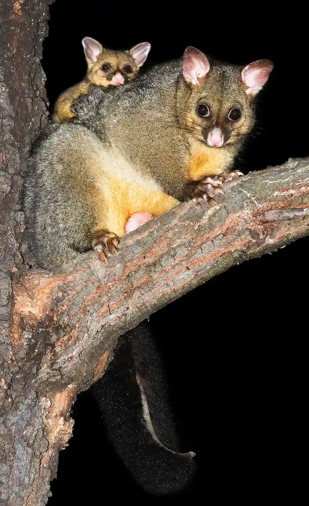 A mother brushtail possum with a small baby clinging to her back sits on a tree branch at night, both looking directly at…