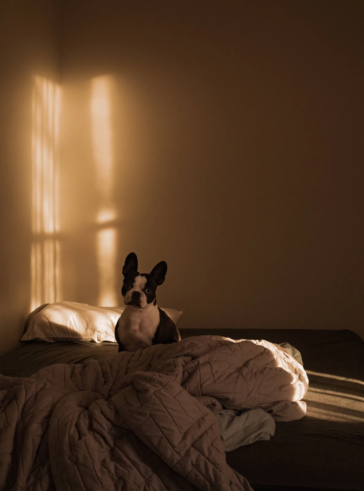 A black and white Boston Terrier sits upright on a rumpled bed in a dimly lit room, with warm sunlight streaming through a…