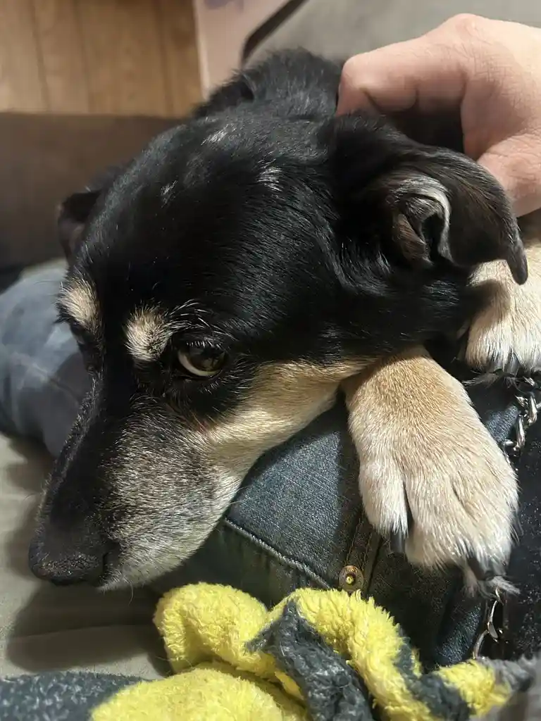 A close-up photo shows a black and tan puppy with large, sad-looking eyes resting its head and front paw on a person's…