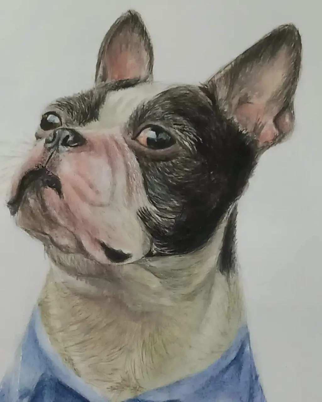 A watercolor painting of a black-and-white French bulldog wearing a blue collared shirt, looking upward with an earnest…