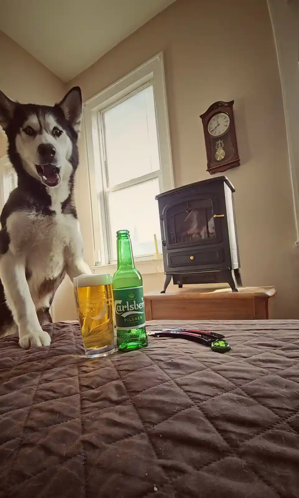 A black and white husky dog sits upright on a brown quilted bed, looking directly at the camera with its mouth open. In…