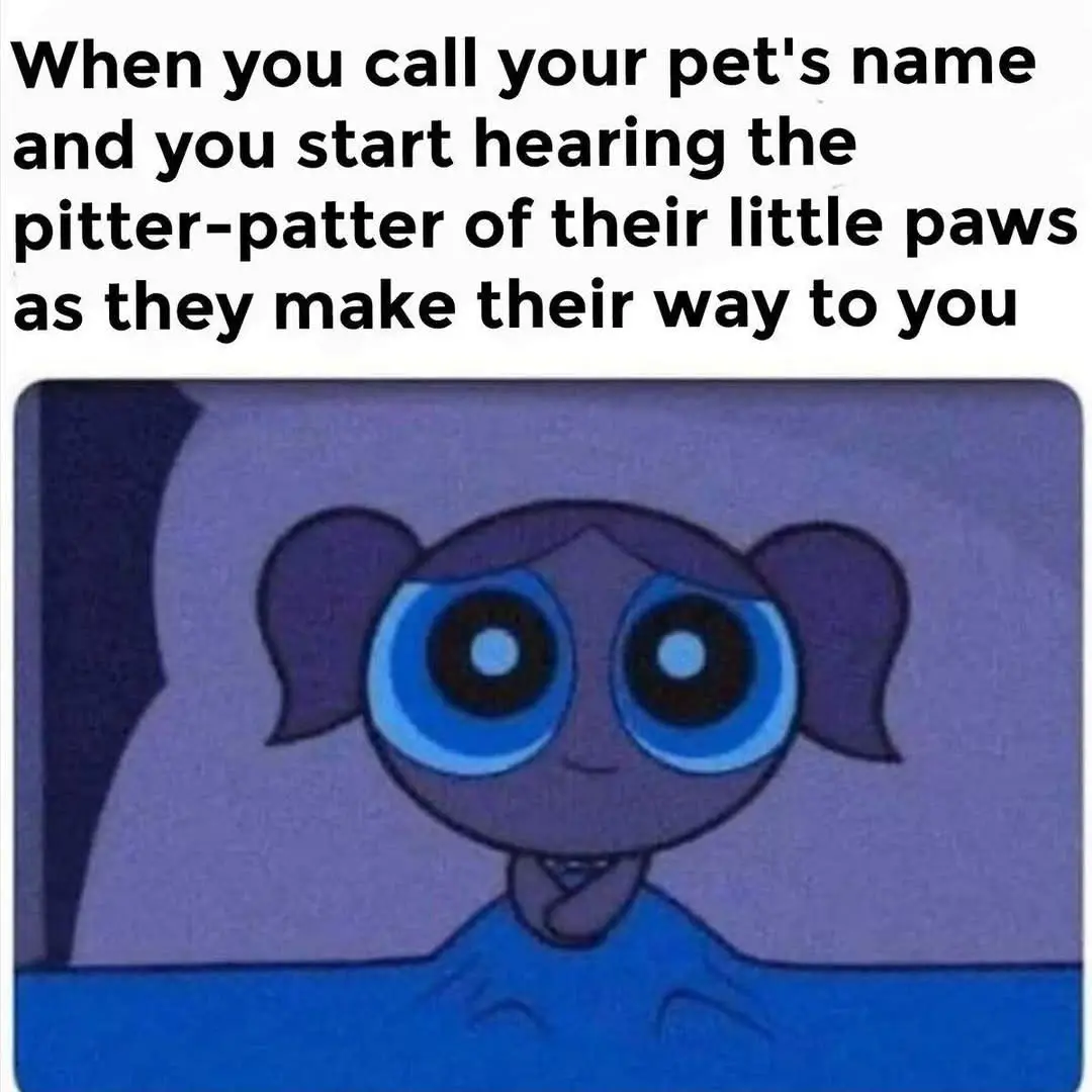 When Cats and Dogs Unite: A Hilarious Dump!