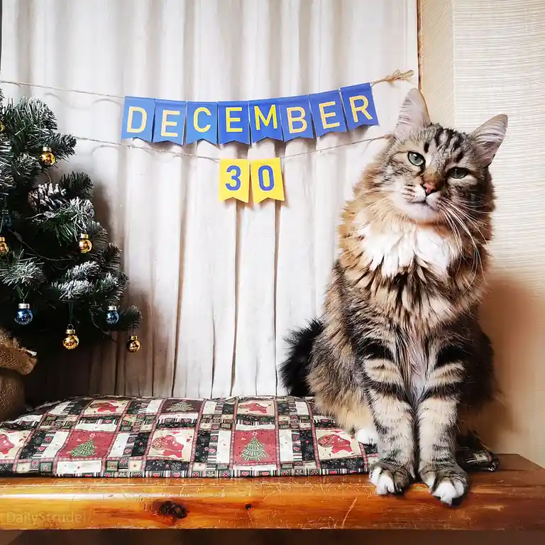 A fluffy tabby cat sits regally on a wooden bench covered with a festive quilt, looking directly at the camera with a calm…