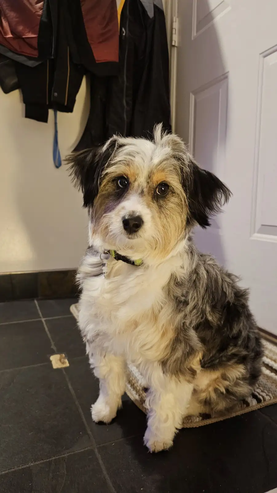 A small, fluffy dog with a mix of white, black, and tan fur sits on a rug in a hallway, looking directly at the camera with…