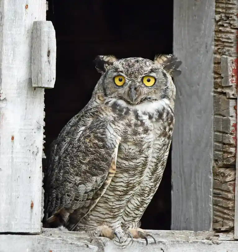 A large great horned owl with intense yellow eyes peers out from a weathered wooden doorway, its feathers mottled gray and…
