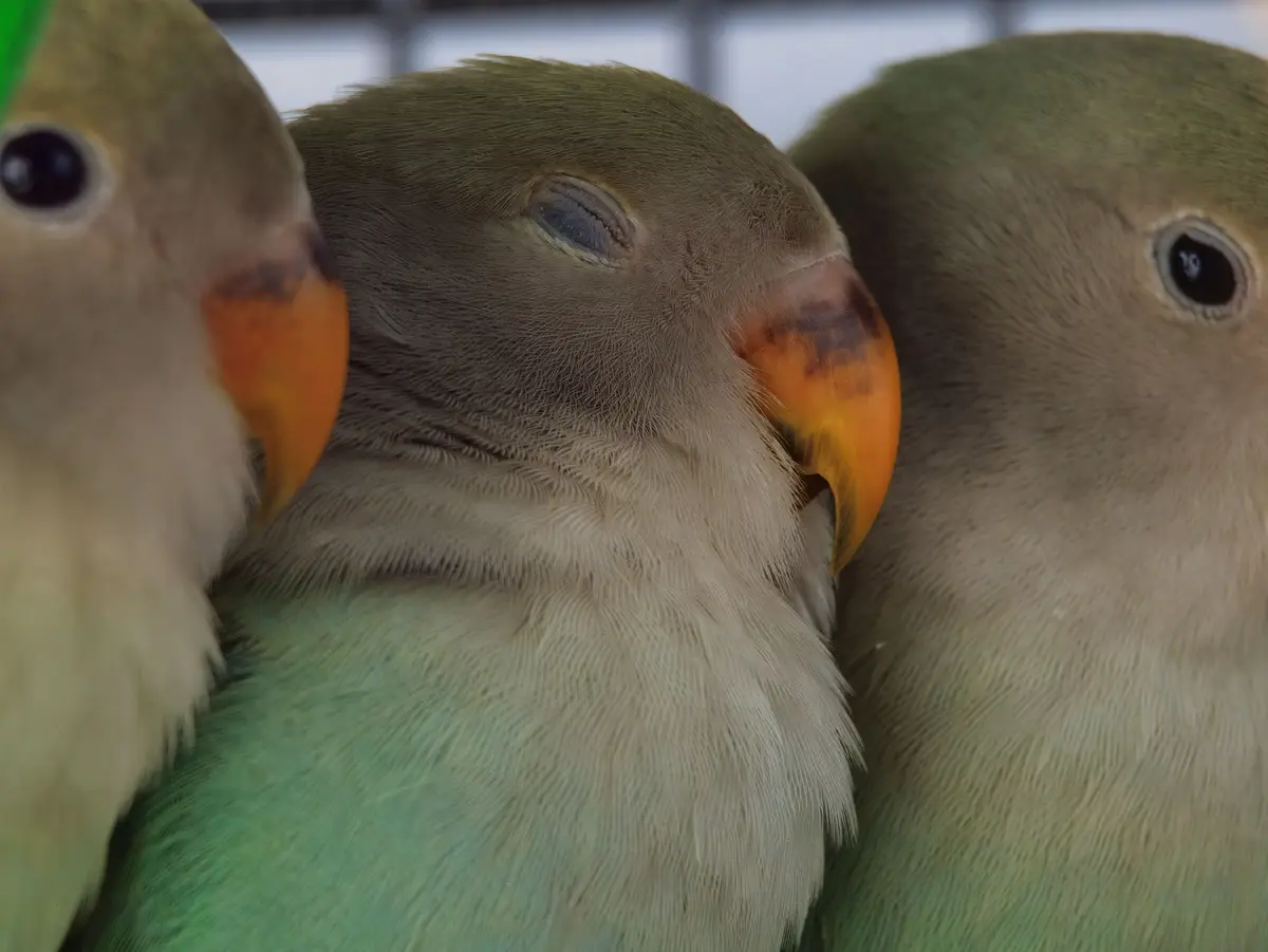 A close-up photo shows three small green parrots, likely lovebirds, huddled together. The central bird has its eyes closed…